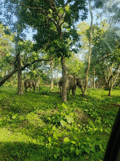 Elephant-Bandipur