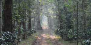 Chikmagalur