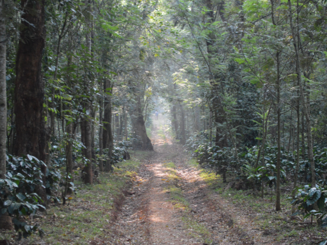 Chikmagalur