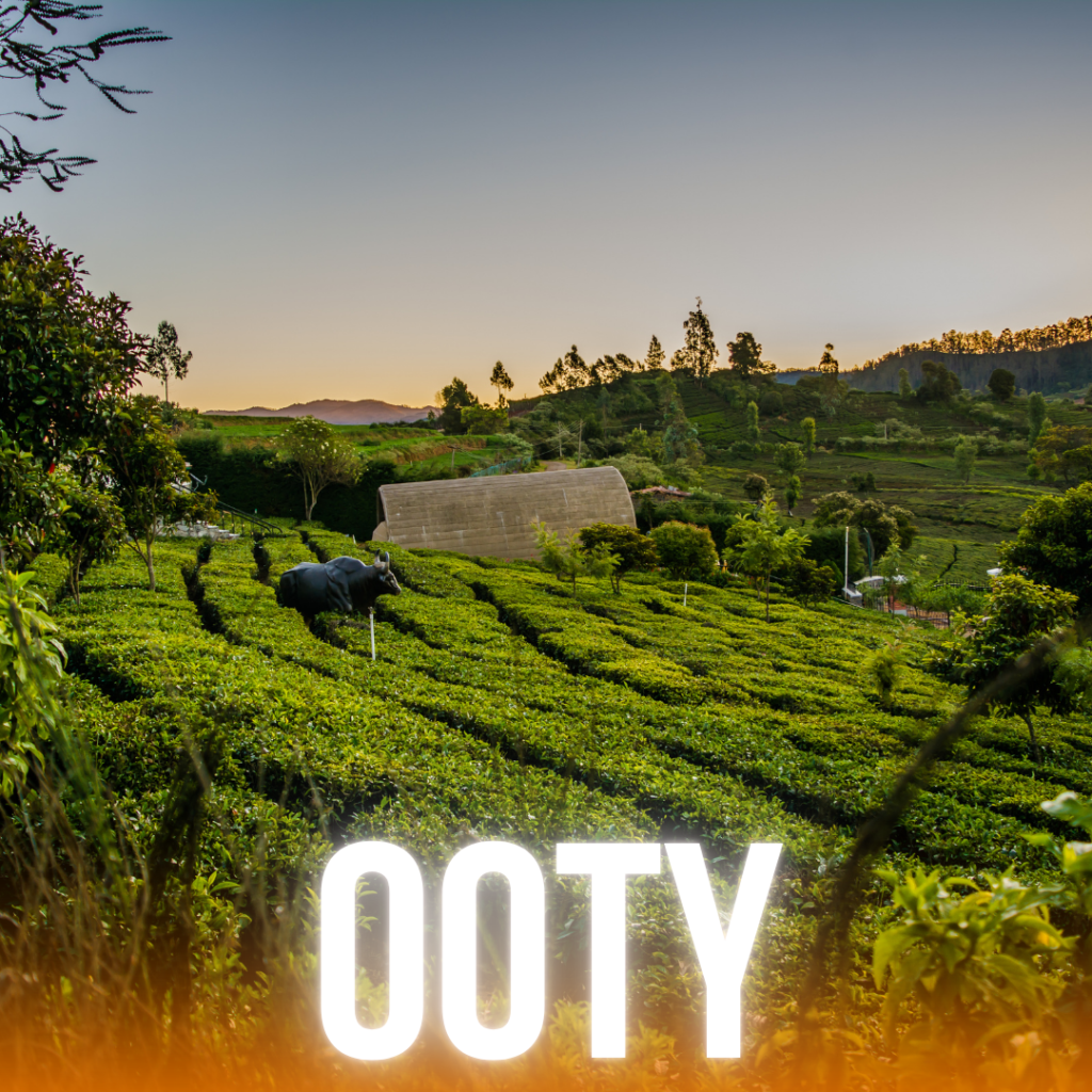 OOTY